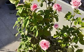 17 Flats And Roof Garden